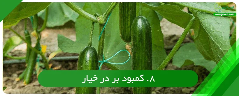 کمبود بر در خیار