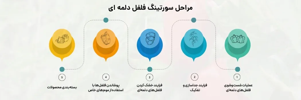 مراحل سورتینگ فلفل دلمه ای