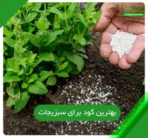بهترین کود برای سبزیجات