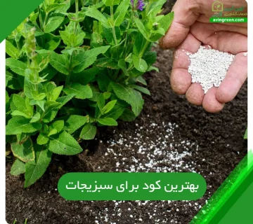 بهترین کود برای سبزیجات
