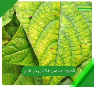 کمبود عناصر غذایی در خیار