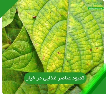 کمبود عناصر غذایی در خیار