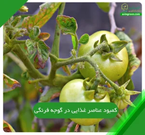 کمبود عناصر غذایی در گوجه فرنگی