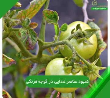 کمبود عناصر غذایی در گوجه فرنگی