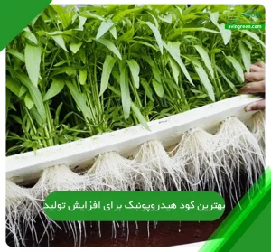 بهترین کود هیدروپونیک برای افزایش تولید