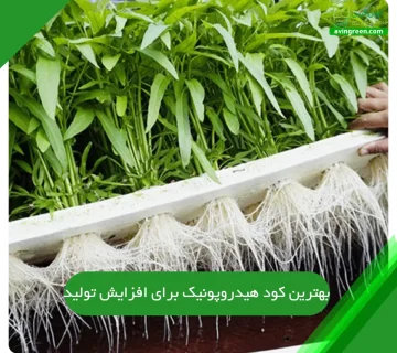 بهترین کود هیدروپونیک برای افزایش تولید
