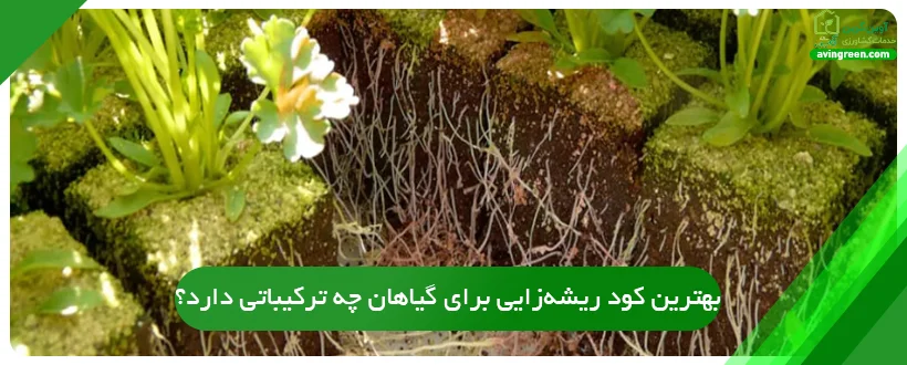بهترین کود ریشه‌زایی برای گیاهان چه ترکیباتی دارد؟