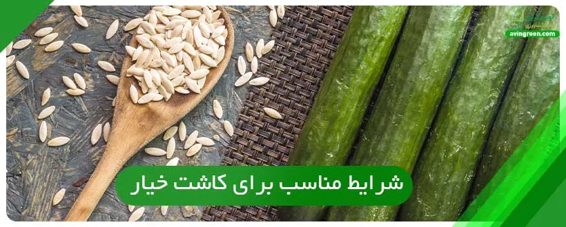 شرایط مناسب برای کاشت خیار