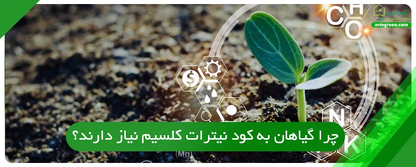 چرا گیاهان به کود نیترات کلسیم نیاز دارند؟