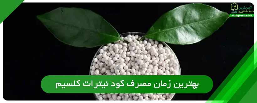 بهترین زمان مصرف کود نیترات کلسیم