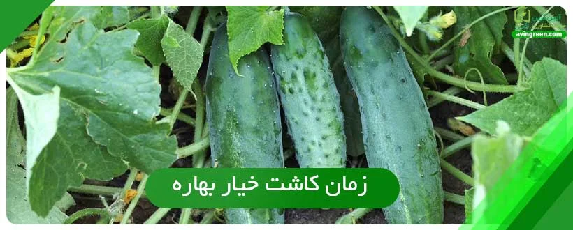 زمان کاشت خیار بهاره