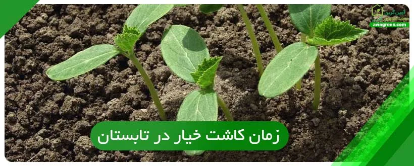 زمان کاشت خیار در تابستان