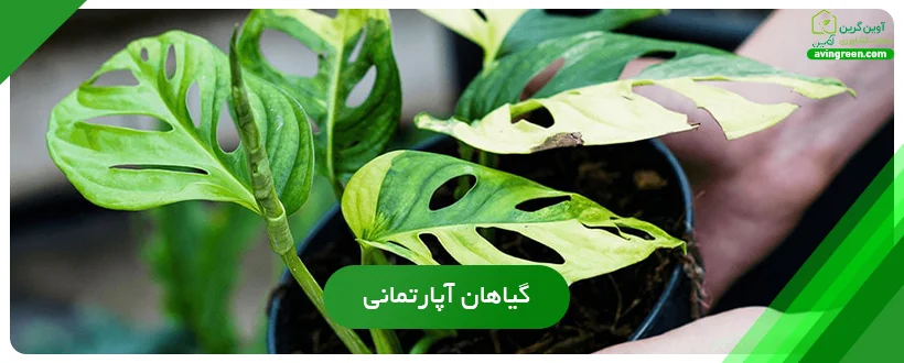 کود هیومیک اسید برای گیاهان آپارتمانی