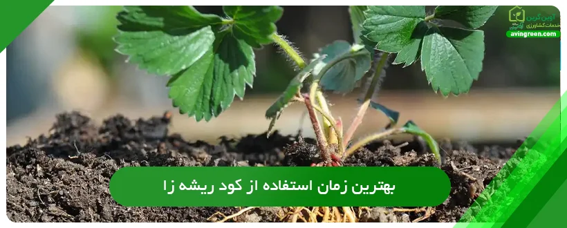 بهترین زمان استفاده از کود ریشه زا