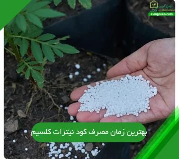 بهترین زمان مصرف کود نیترات کلسیم