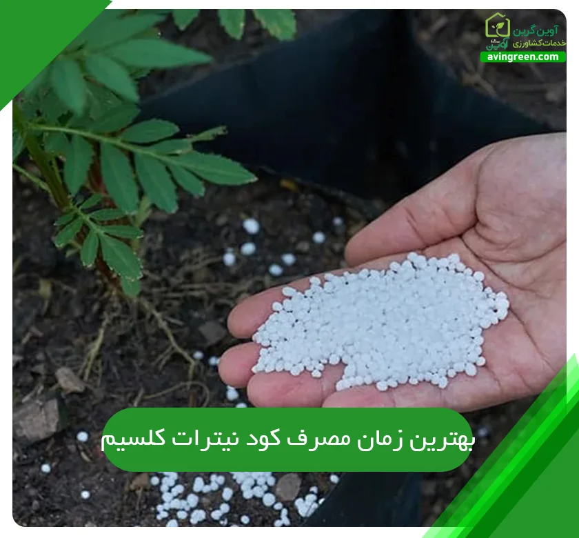 بهترین زمان مصرف کود نیترات کلسیم