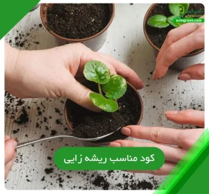 کود مناسب ریشه زایی