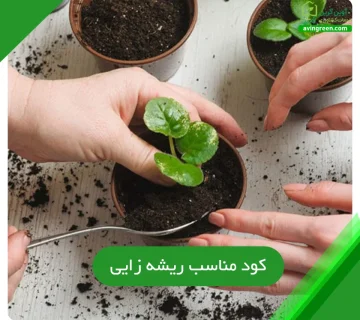 کود مناسب ریشه زایی