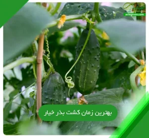 بهترین زمان کشت بذر خیار