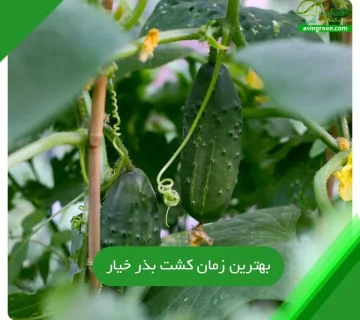 بهترین زمان کشت بذر خیار