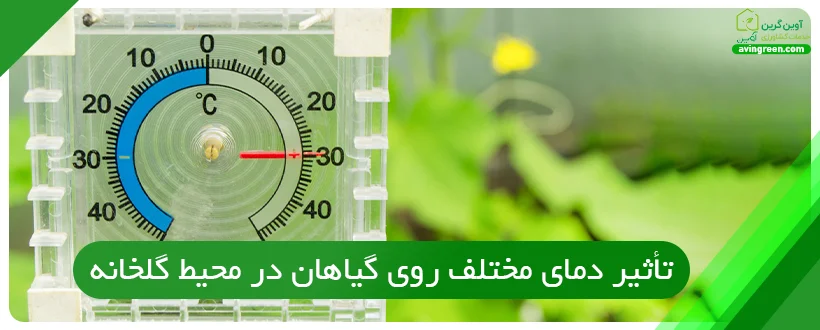 تأثیر دمای مختلف روی گیاهان در محیط گلخانه