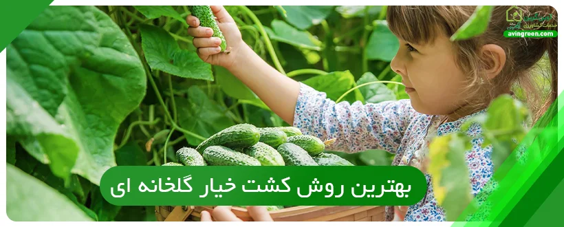 مزایای استفاده از بهترین روش کشت خیار گلخانه ای