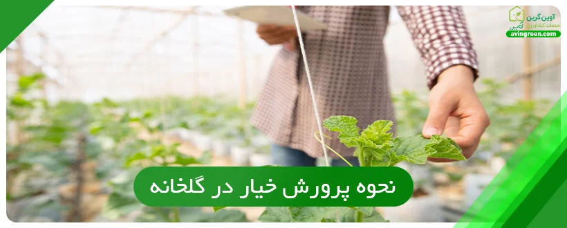 نحوه پرورش خیار در گلخانه