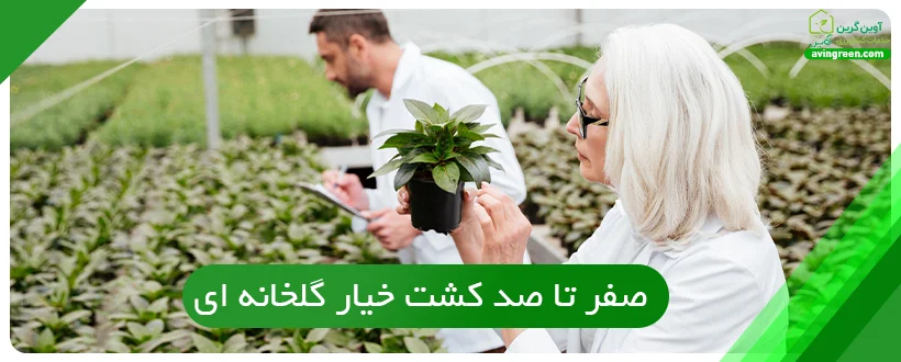 صفر تا صد کشت خیار گلخانه ای