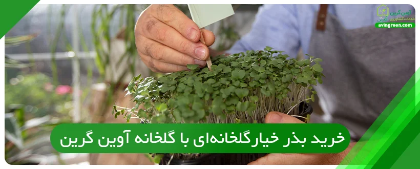 خرید بذر و مشاوره تخصصی کشت خیار گلخانه‌ای با گلخانه آوین گرین