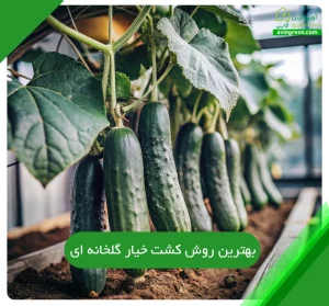 بهترین روش کشت خیار گلخانه ای