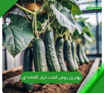 بهترین روش کشت خیار گلخانه ای