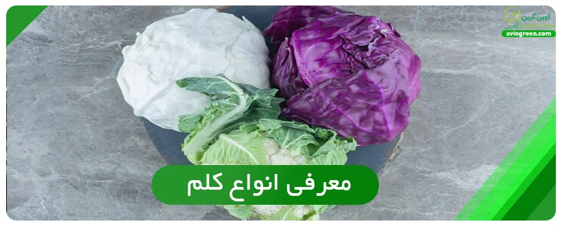 معرفی انواع کلم