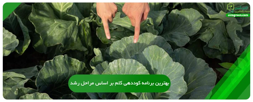 بهترین برنامه کوددهی کلم بر اساس مراحل رشد