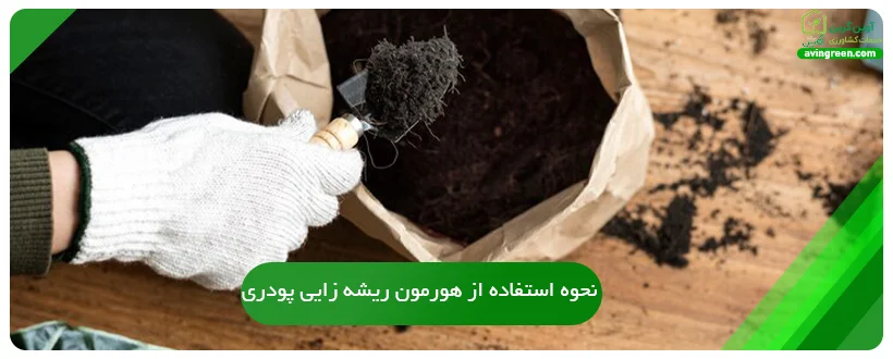 نحوه استفاده از هورمون ریشه زایی پودری
