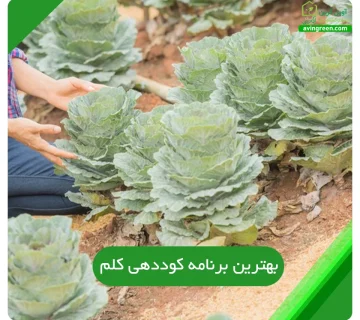بهترین برنامه‌ کوددهی کلم