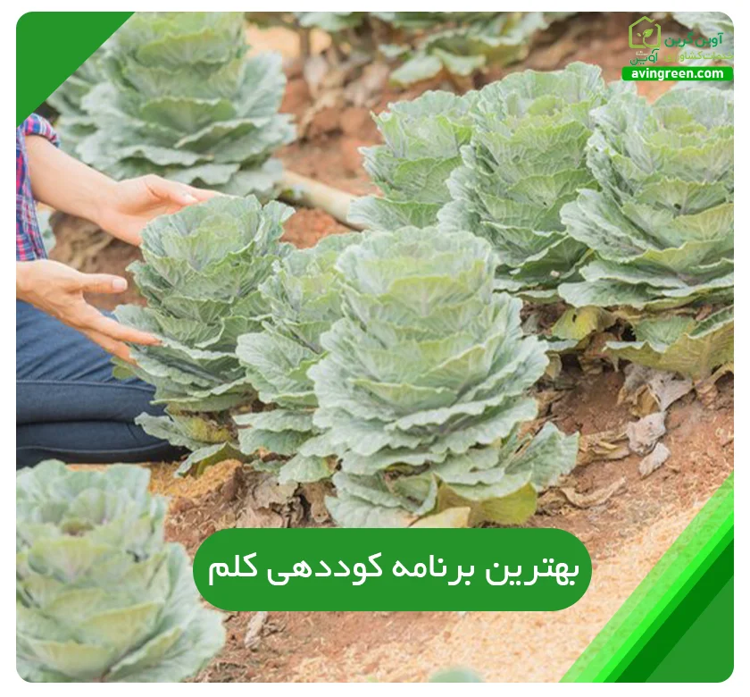 بهترین برنامه‌ کوددهی کلم