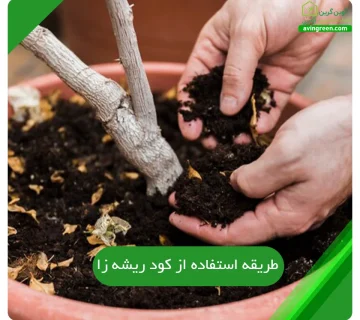 طریقه استفاده از کود ریشه زا