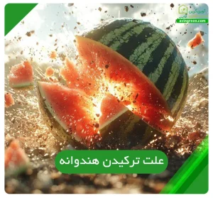 علت ترکیدن هندوانه
