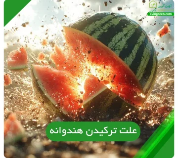 علت ترکیدن هندوانه