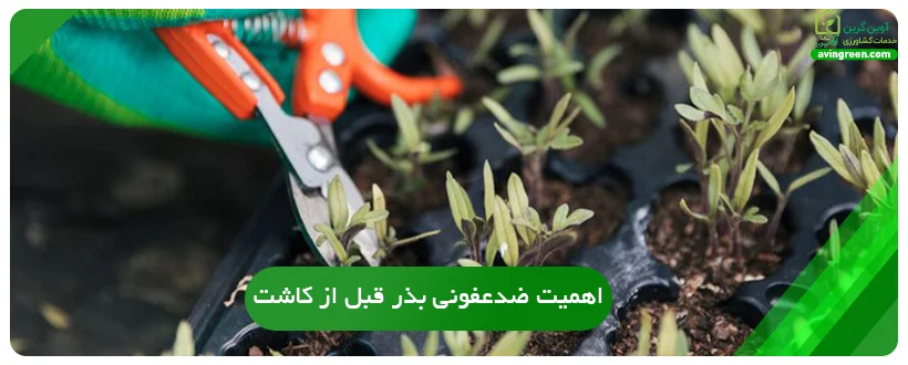 اهمیت ضدعفونی بذر قبل از کاشت