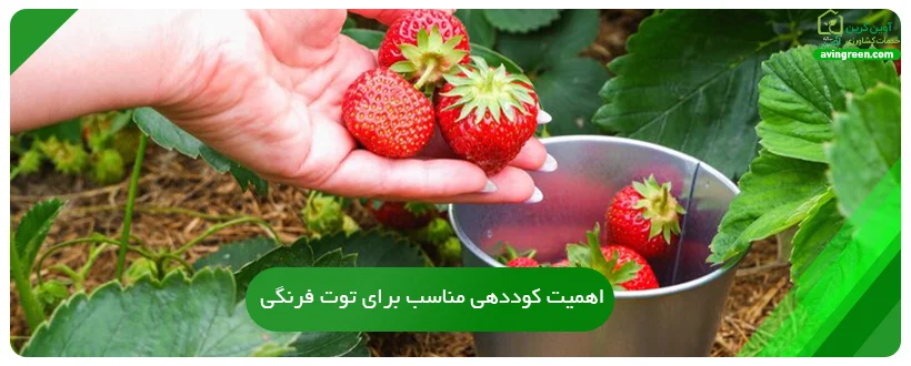 اهمیت کوددهی مناسب برای توت فرنگی