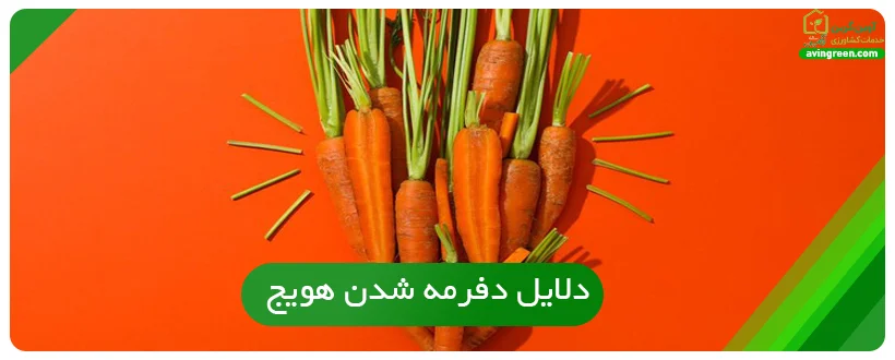 دلایل دفرمه شدن هویج