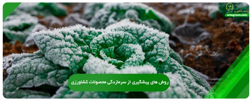 روش های پیشگیری از سرمازدگی محصولات کشاورزی