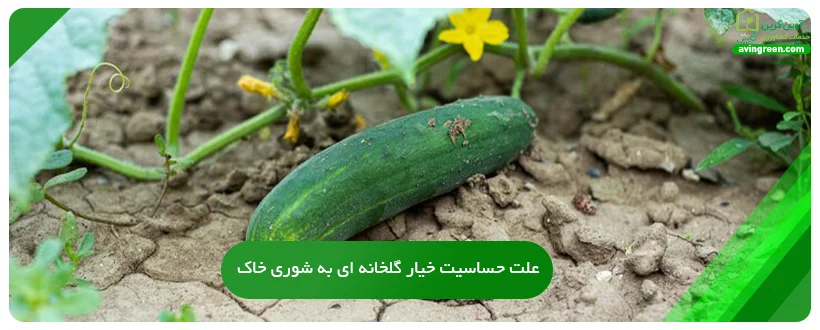 علت حساسیت خیار گلخانه ای به شوری خاک