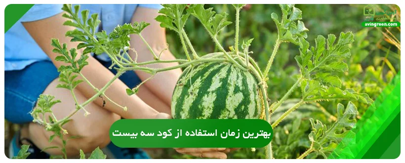 بهترین زمان استفاده از کود سه بیست برای هندوانه