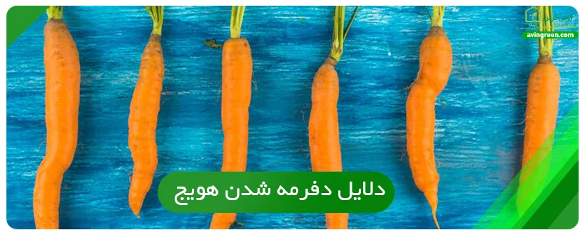 دلایل دفرمه شدن هویج