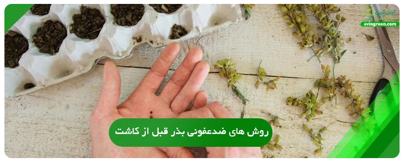 روش های ضدعفونی بذر قبل از کاشت