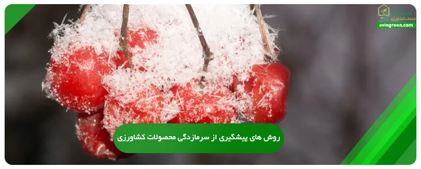 روش های پیشگیری از سرمازدگی محصولات کشاورزی