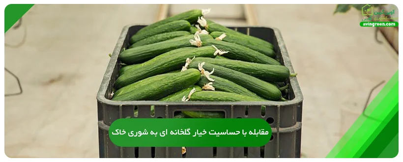 مقابله با حساسیت خیار گلخانه ای به شوری خاک