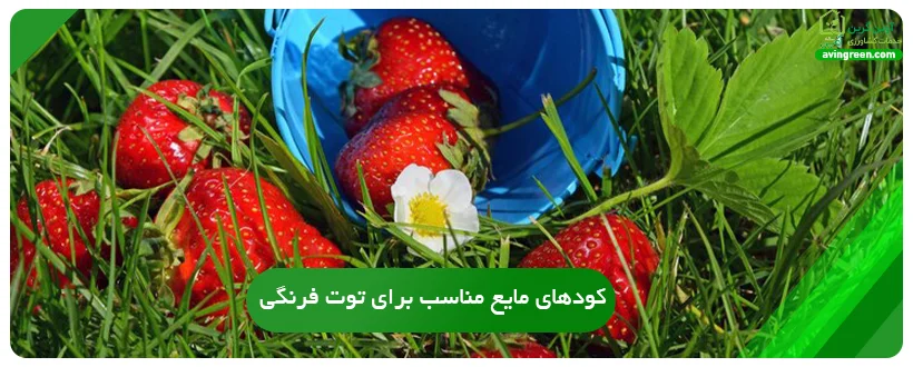 کودهای مایع مناسب برای توت فرنگی